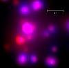      : Trumpler 14 (Tr 14) central region Chandra (xray_central_scale) Carina _ 1.jpg : 10 : 117.9  ID: 119737